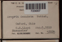 Arcyria denudata image